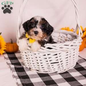 Eagle, Mini Bernedoodle Puppy